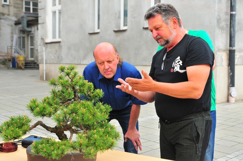 Jak stworzyć własne drzewko bonsai?