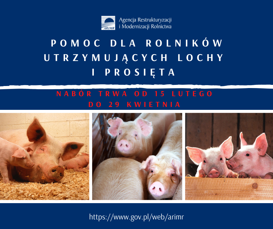 Pomoc dla rolników utrzymujących lochy i prosięta