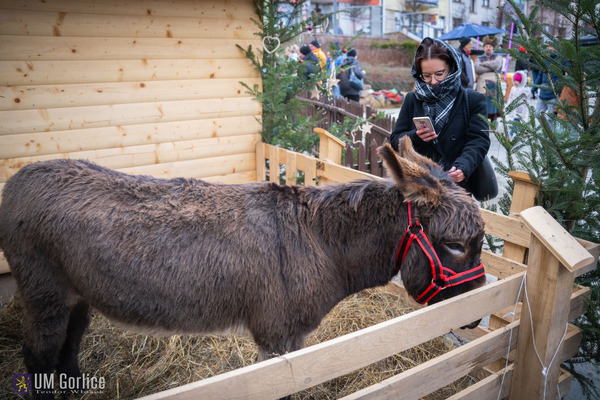 Osioł koło szopki.
