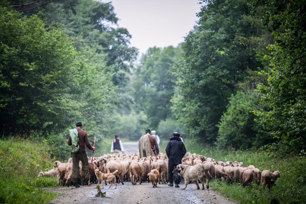 Fotografia wyprowadzania owiec.
