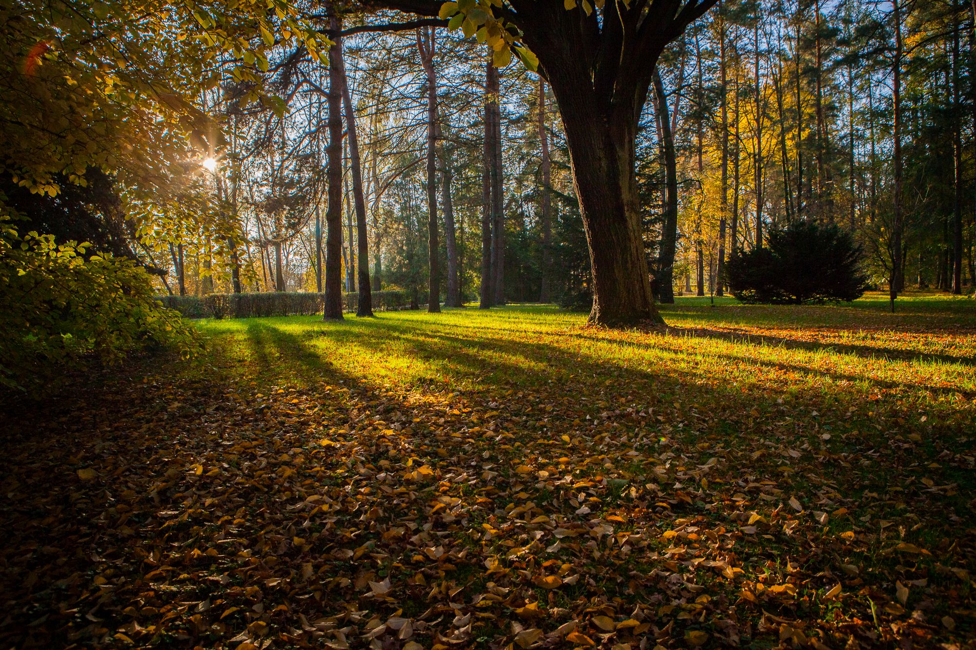 Fotografia Parku Miejskiego  im. Wojciecha Biechońskiego.