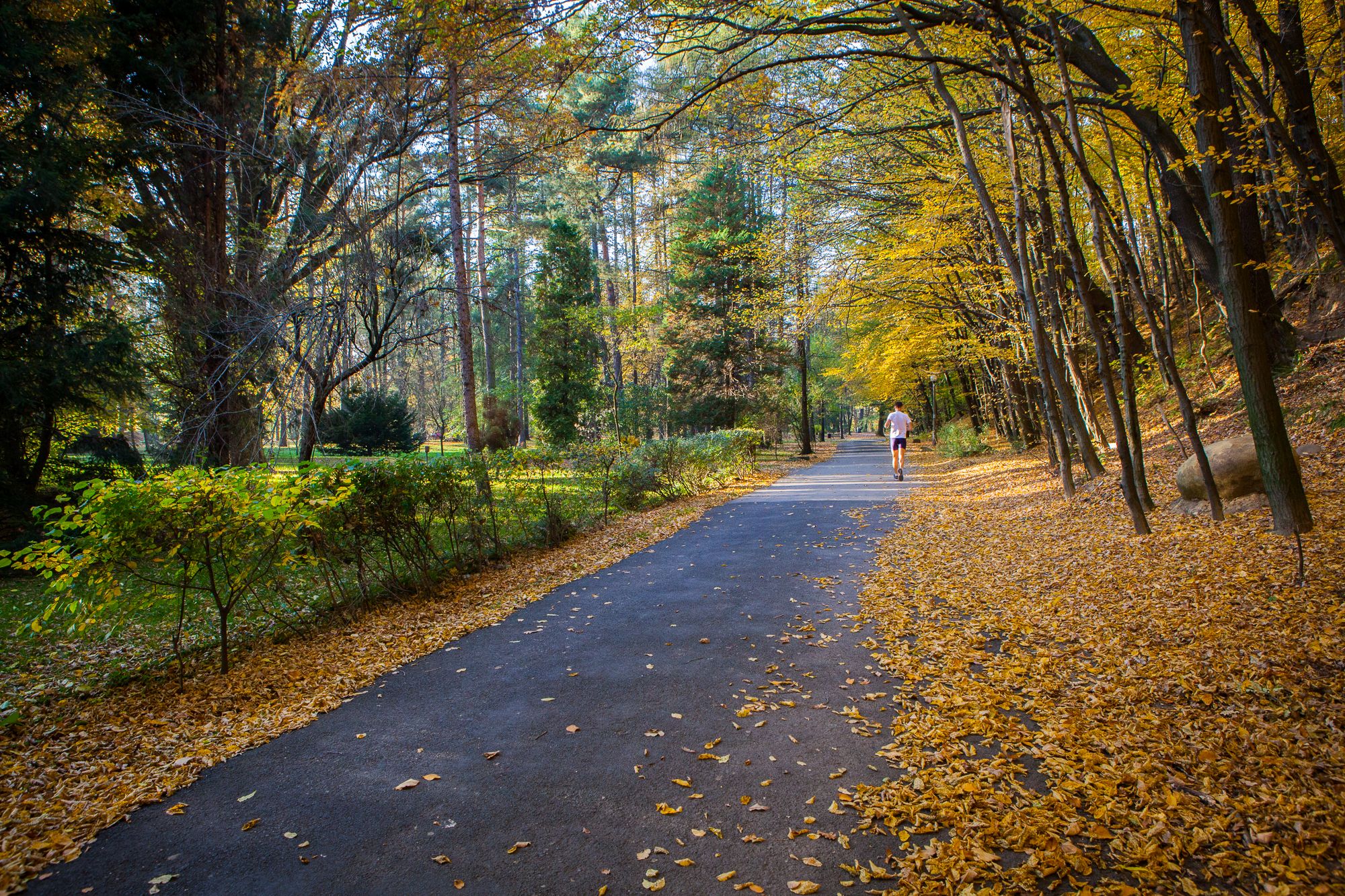 Widok na Park Miejski im. Wojciecha Biechońskiego.