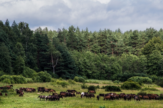 Widok na Regietów Wyżny.