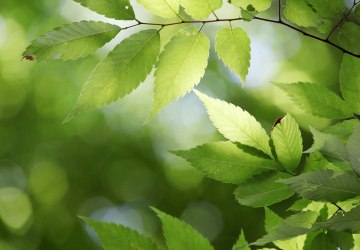 Co z wycinką drzew przy ul. Sportowej? Odpowiadamy