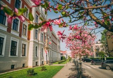 Budynek Kromera, kwitnące magnolie.