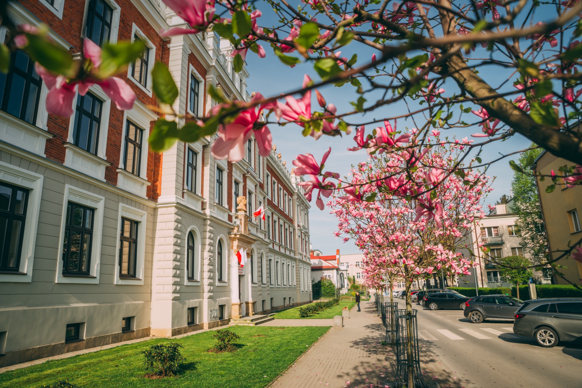 Budynek Kromera, kwitnące magnolie.