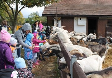 Skrzaty w „Królestwie pszczół”