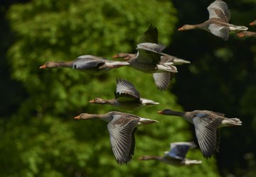 Zagrożenie wystąpienia wysoce zjadliwej grypy ptaków