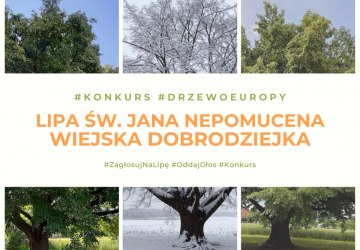 Jedyna lipa z Polski w konkursie na Europejskie Drzewo Roku!