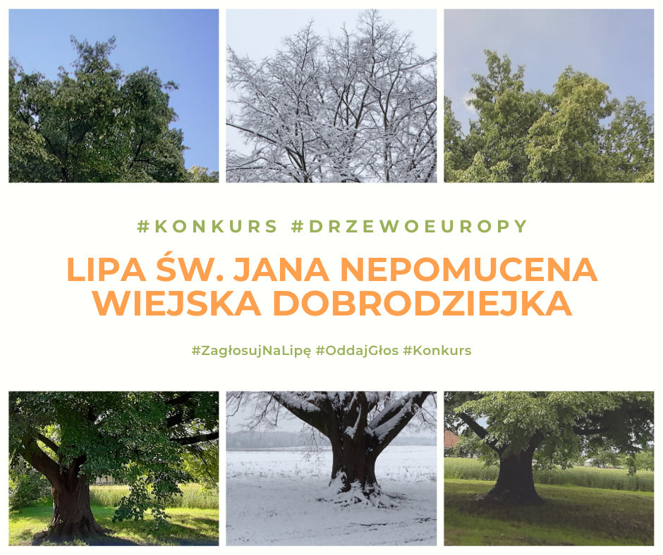 Jedyna lipa z Polski w konkursie na Europejskie Drzewo Roku!
