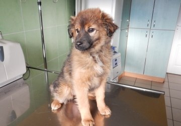 Pies znaleziony na Dukielskiej