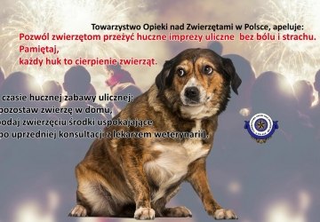 Apel o zabezpieczenie zwierząt domowych w noc sylwestrową