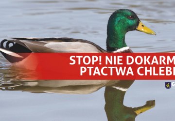 Karmiąc ptaki chlebem, zabijasz je!