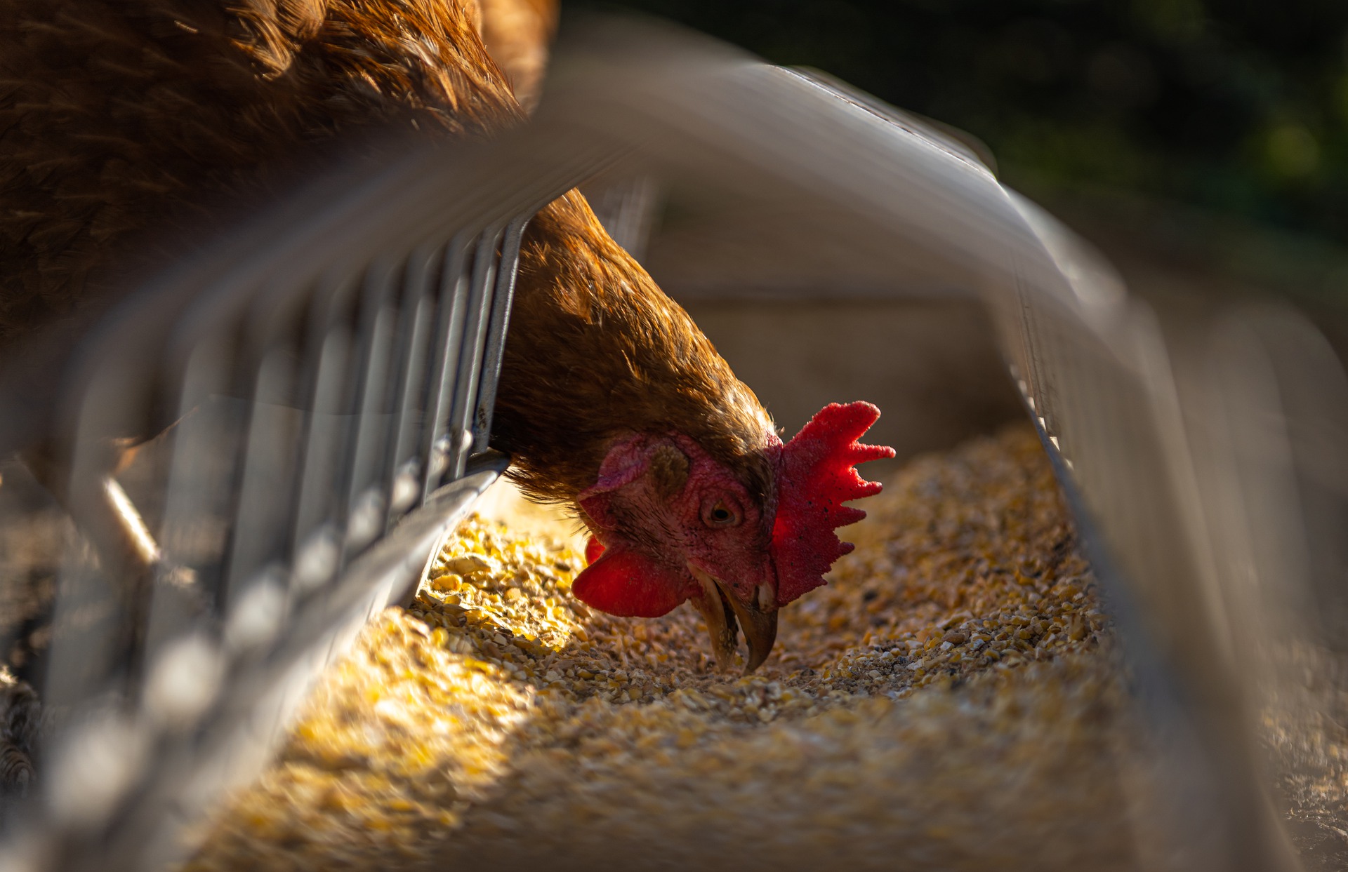 Zbiórka informacji na temat gospodarstw w których utrzymywane są zwierzęta z gatunków ptaków wrażliwych na wirusa grypy