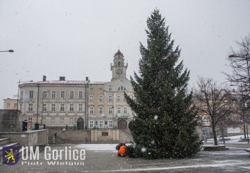 Choinka stanęła na gorlickim Rynku