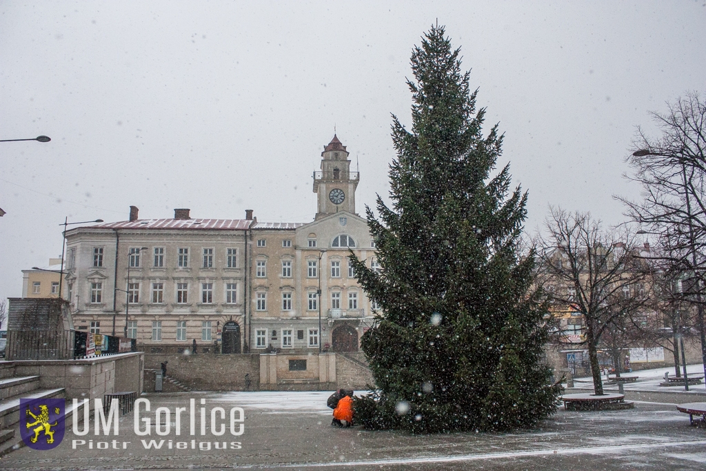 Choinka stanęła na gorlickim Rynku