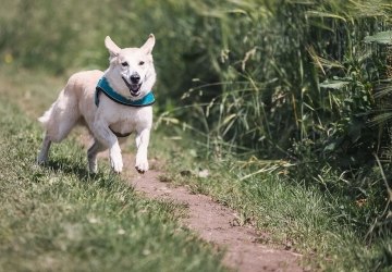 Sprzątajmy po swoich psach!