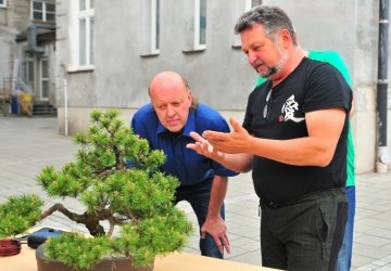 Jak stworzyć własne drzewko bonsai?