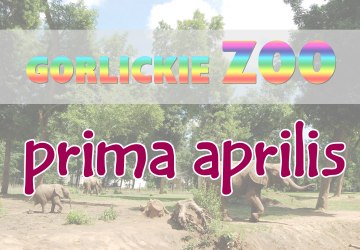 ZOO nie będzie, ale trzymamy kciuki za geotermię!