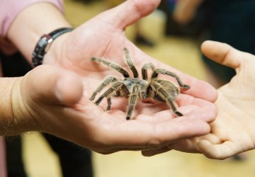 „Fascynujący świat pająków i skorpionów