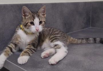 Kot leżący na podłodze.