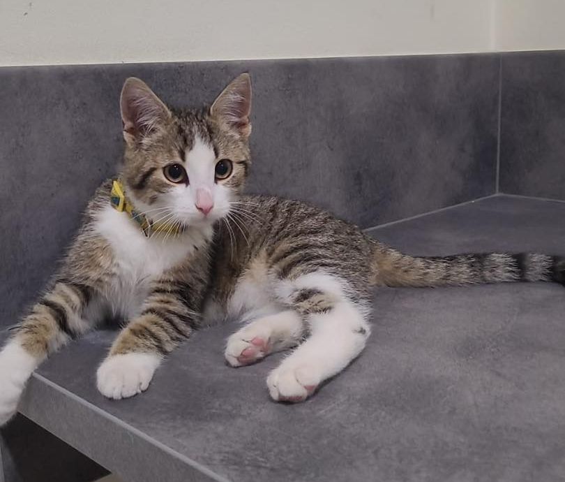 Kot leżący na podłodze.