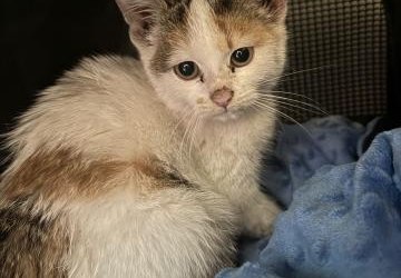 Kot siedzący na podłodze.