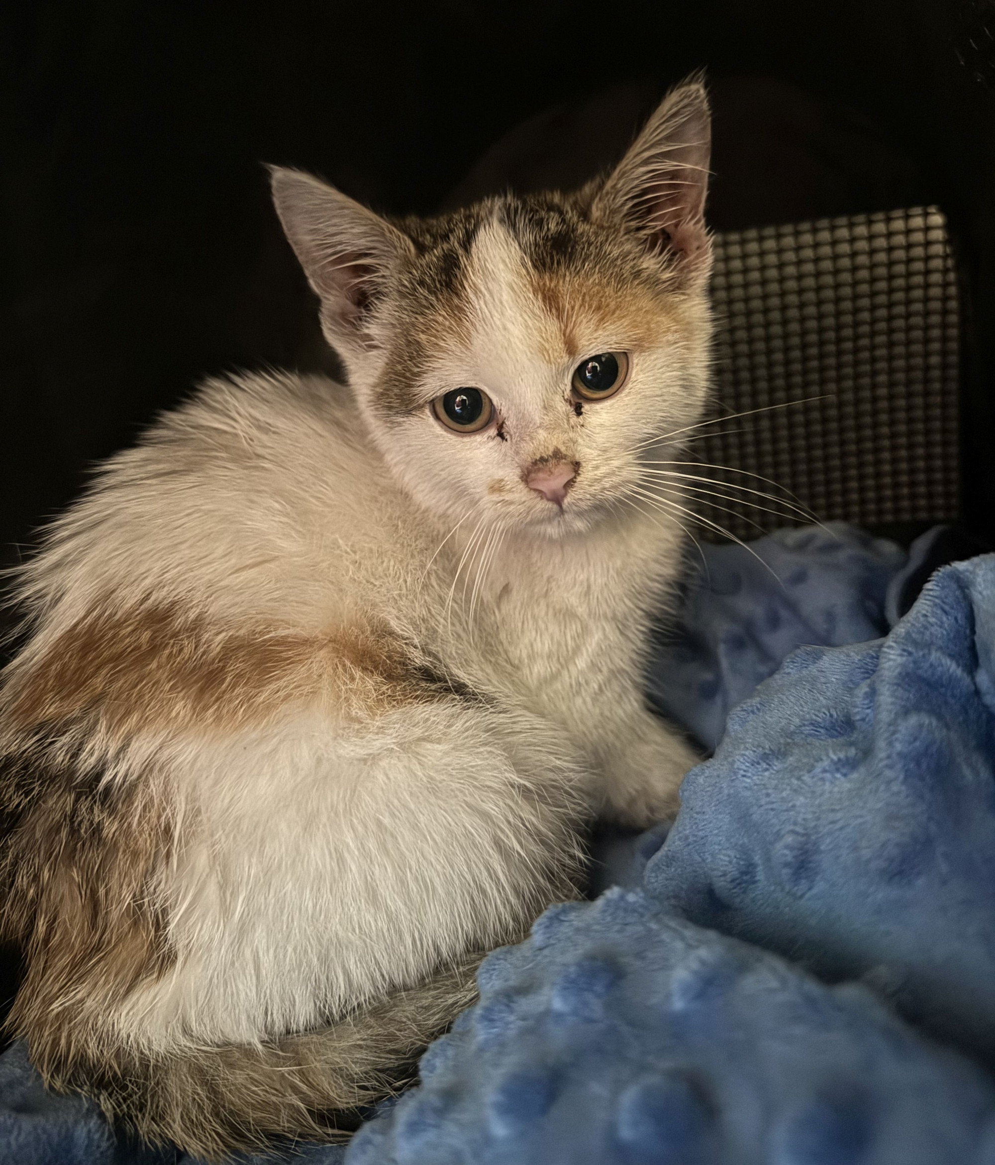 Kot siedzący na podłodze.