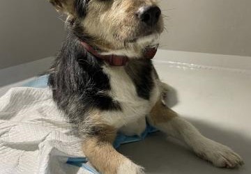 Pies leżący na podłodze.