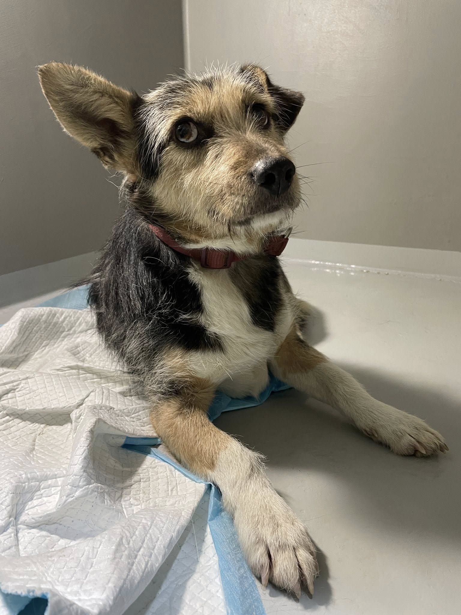 Pies leżący na podłodze.