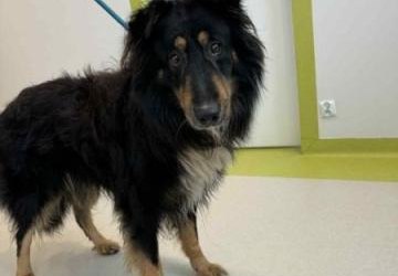 Pies stojący na podłodze.