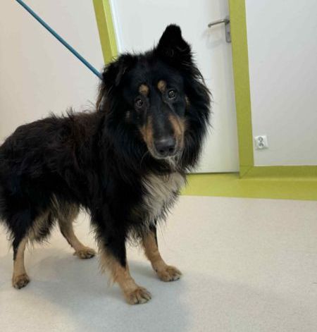 Pies stojący na podłodze.